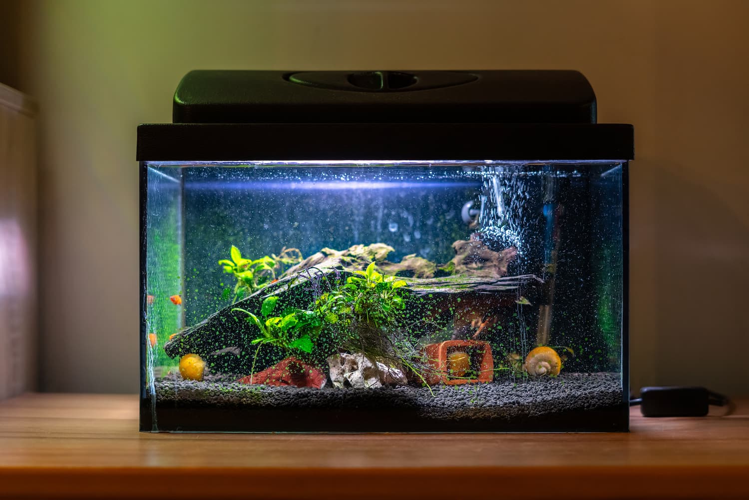 décoration aquarium