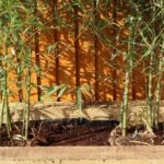 jardin bambou