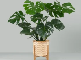 Monstera deliciosa en pot dans un intérieur lumineux