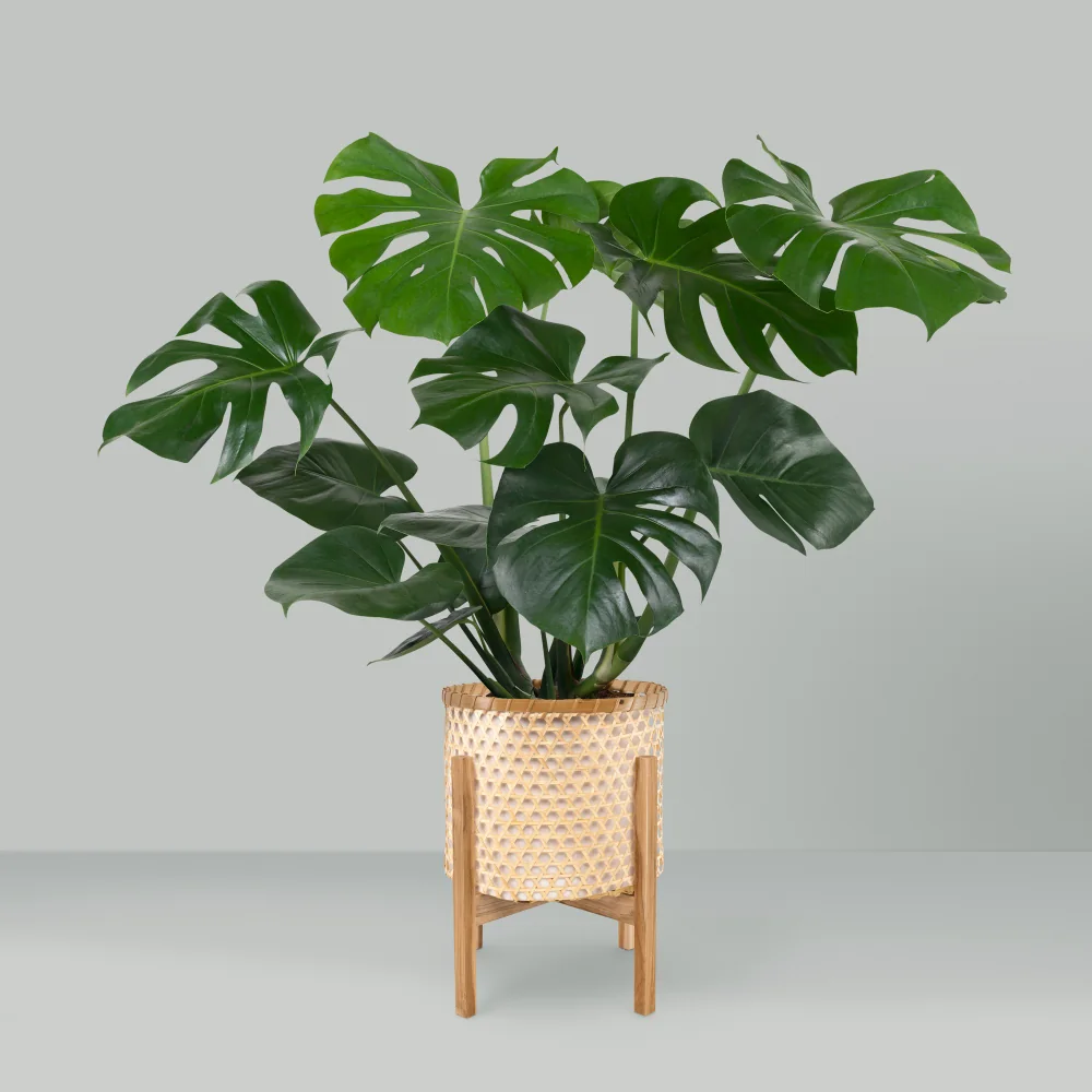 Monstera deliciosa en pot dans un intérieur lumineux